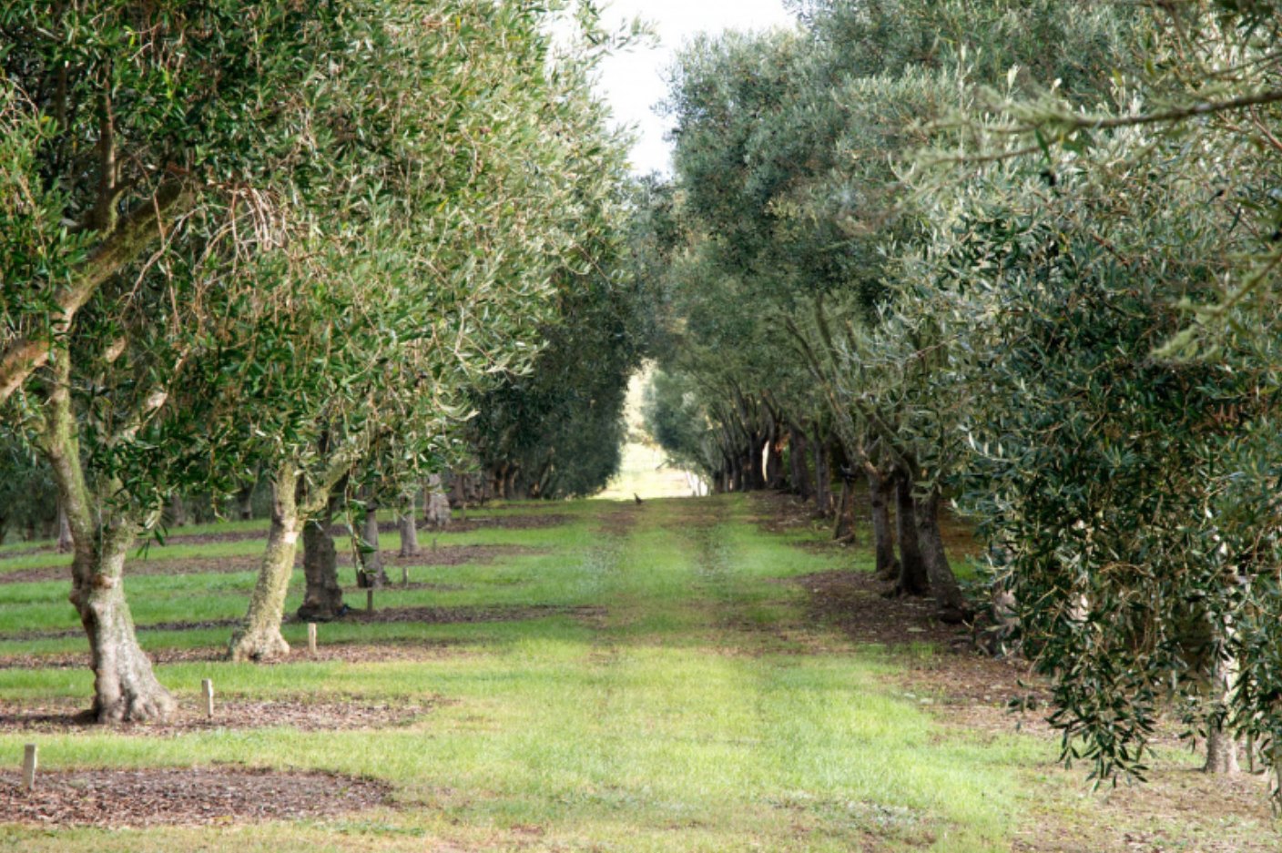 olive trees